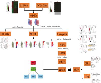 ceRNA Network Analysis Shows That lncRNA CRNDE Promotes Progression of Glioblastoma Through Sponge mir-9-5p